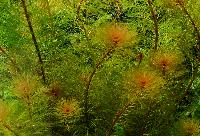 Mato grosso myriophyllum