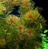 <i>Myriophyllum mattogrossense</i> red