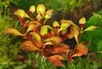 <i>Ludwigia repens</i> 'rubin'