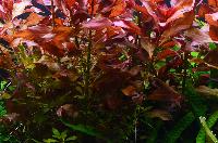 <i>Ludwigia repens</i> 'rubin'