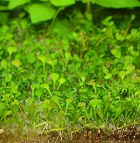 <i>Marsilea hirsuta</i>