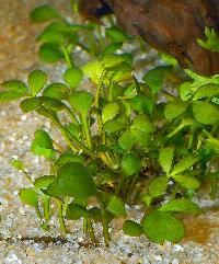 <i>Marsilea hirsuta</i>