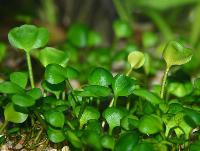 <i>Marsilea hirsuta</i>