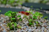 <i>Marsilea hirsuta</i>