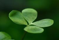 <i>Marsilea hirsuta</i>