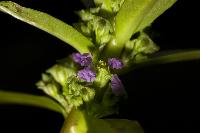 <i>Nesaea crassicaulis</i>