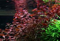 <i>Ludwigia palustris</i>, 'super red'