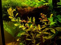 <i>Ludwigia inclinata</i>