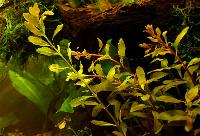 <i>Ludwigia inclinata</i>