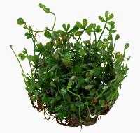 <i>Marsilea crenata</i>