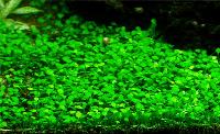 <i>Marsilea crenata</i>