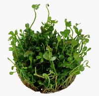 <i>Marsilea hirsuta</i>