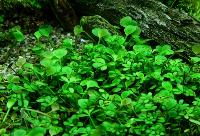 Marsilea