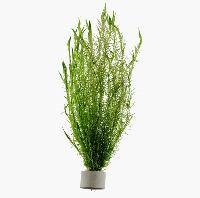 <i>Mayaca fluviatilis</i>