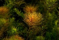 <i>Myriophyllum tuberculatum</i>