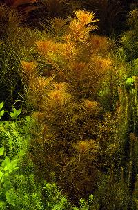 <i>Myriophyllum tuberculatum</i>