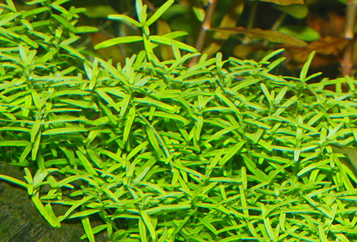 Grön rotala