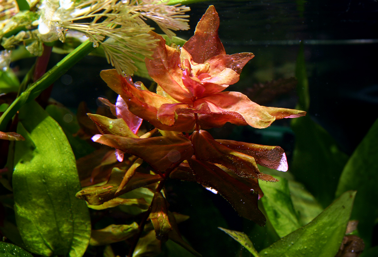 Foto på växten Rotala macrandra