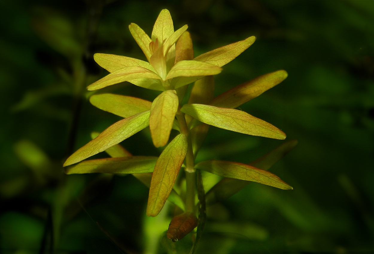 Rundbladig rotala