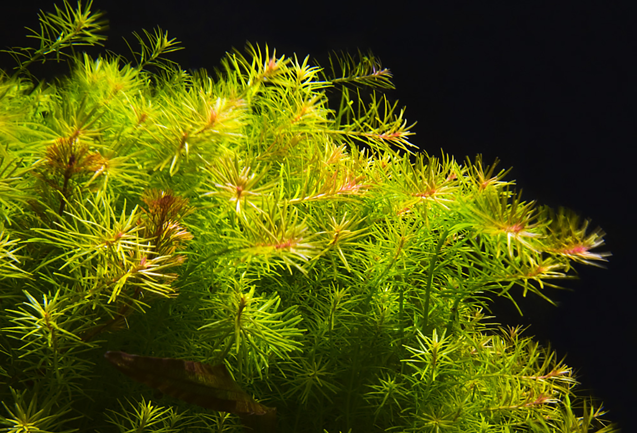 Nanjenshans rotala