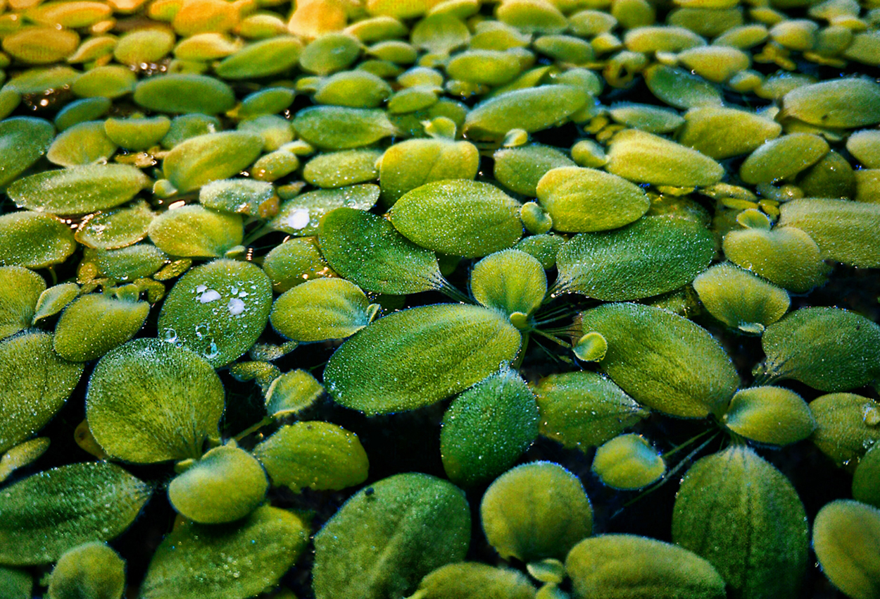 Musselblomma, Vattensallad