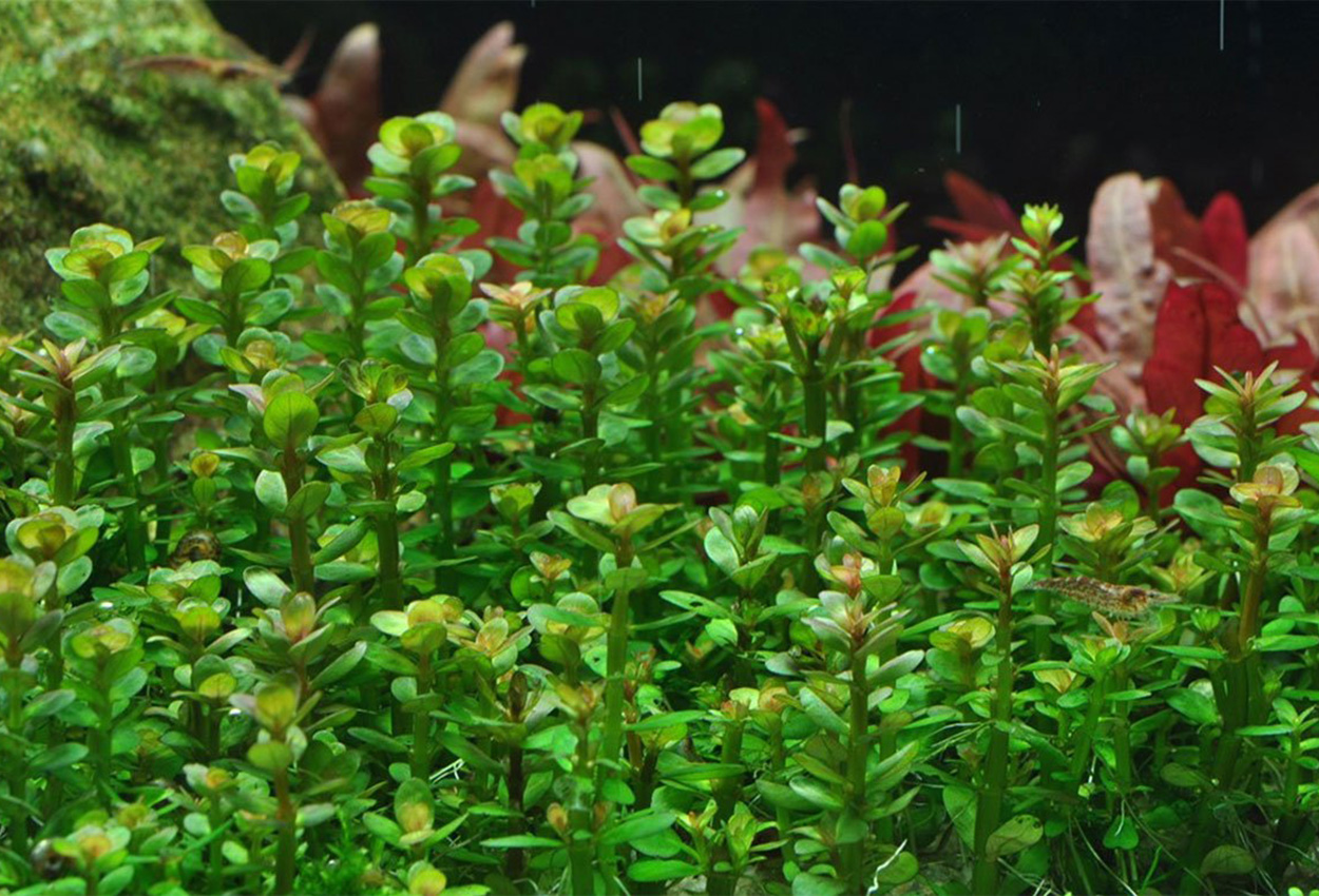 Bonsai rotala