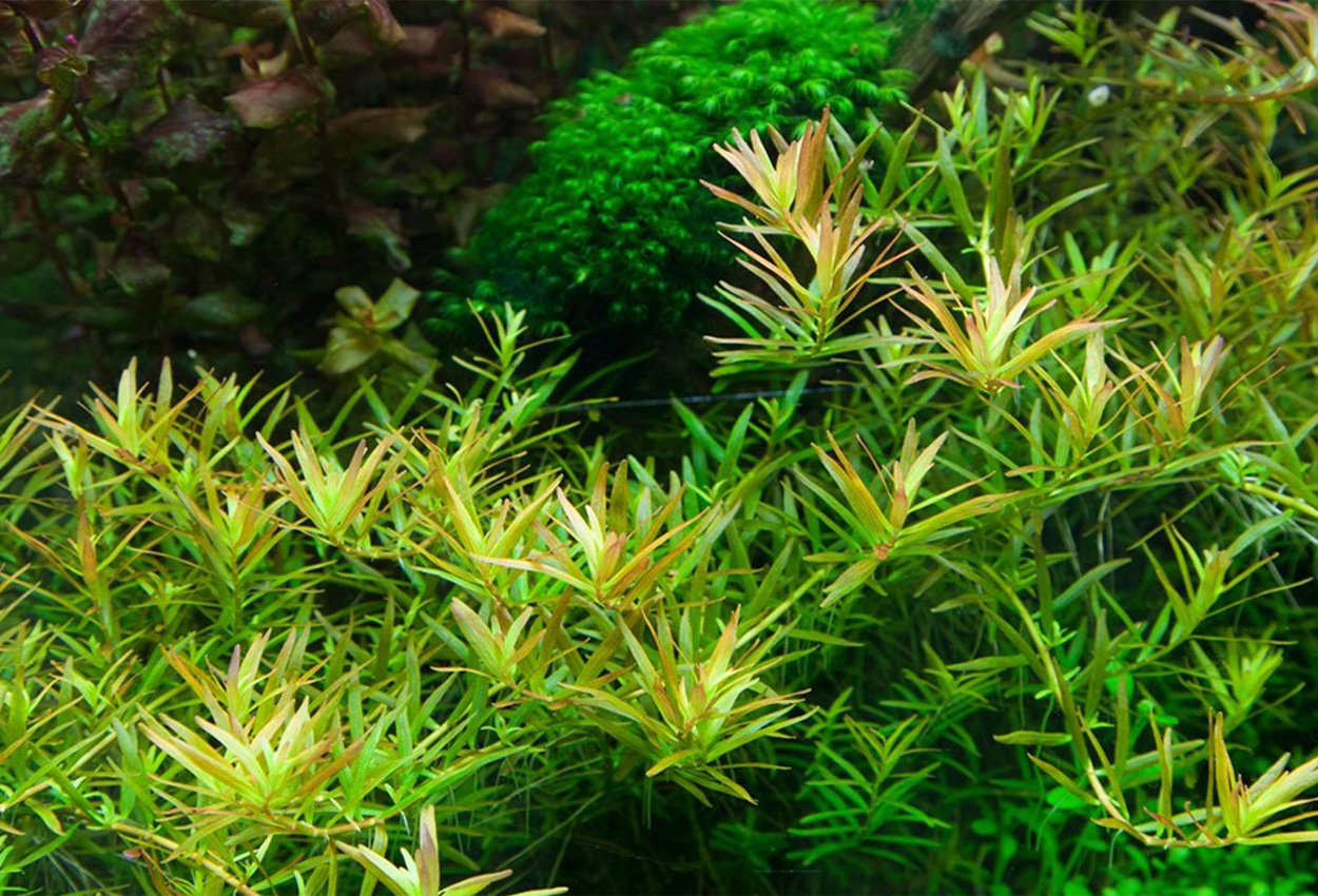 Rotala H’ra