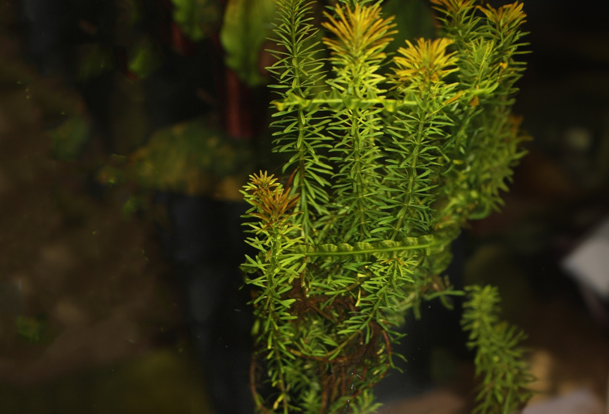 Vietnamesisk rotala