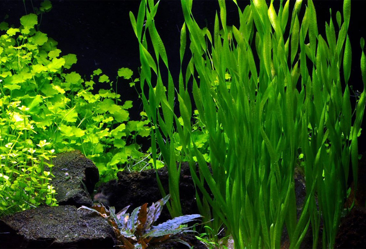 Asiatisk vallisneria