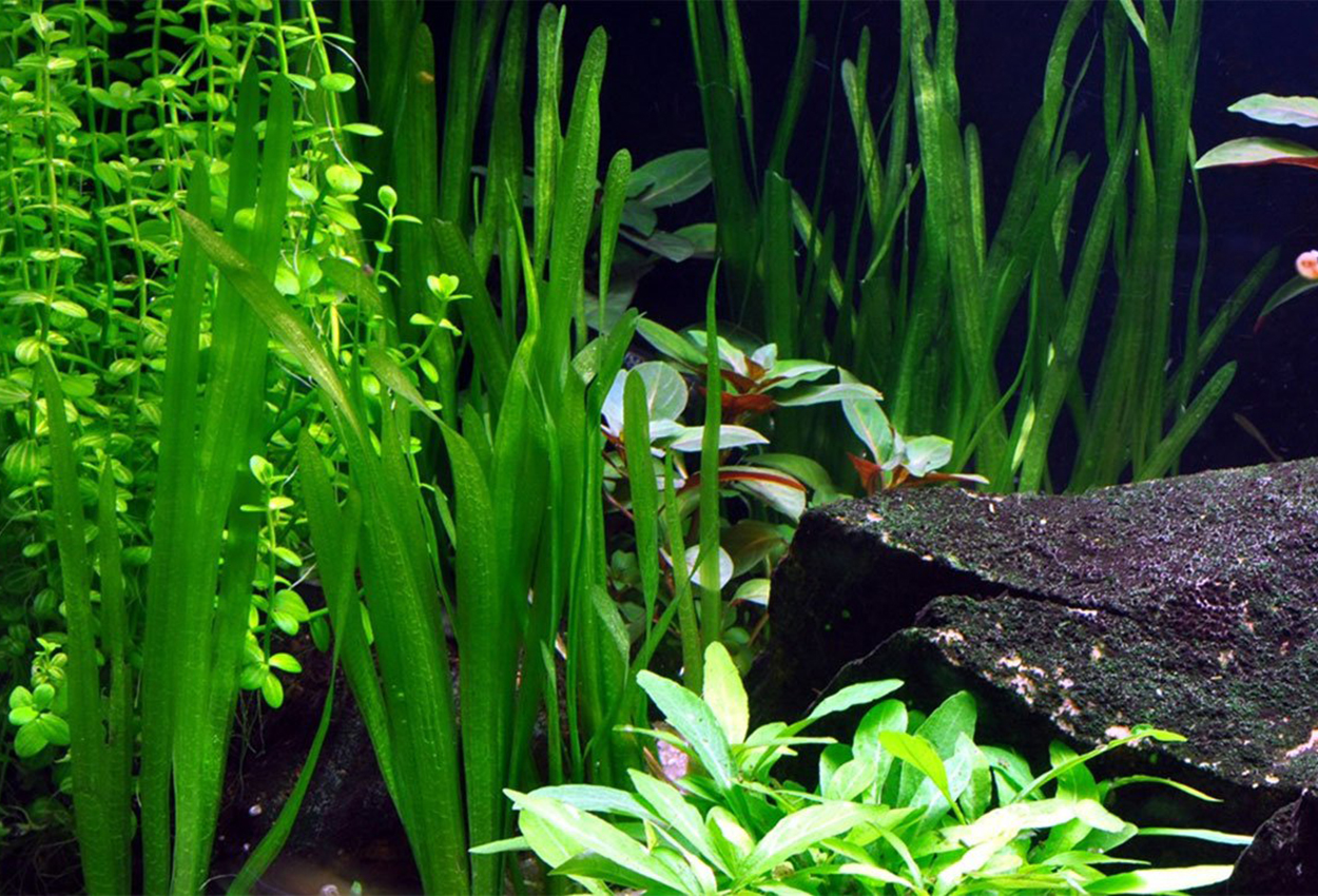 Natans vallisneria, asiatisk vallisneria