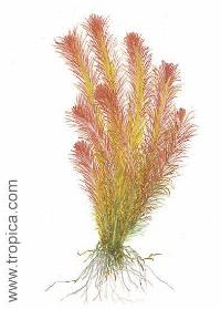 <i>Rotala wallichii</i>