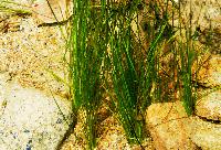 <i>Vallisneria nana</i>