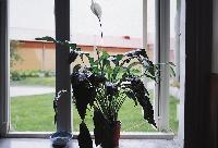 <i>Spathiphyllum wallisii</i>