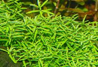 <i>Rotala</i> sp. 'green'