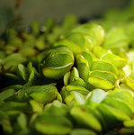 <i>Salvinia natans</i>