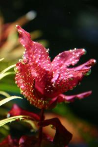 <i>Rotala macranda</i>