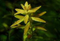 <i>Rotala rotundifolia</i>