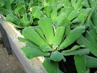 <i>Pistia stratiotes</i>