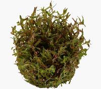 <i>Rotala rotundifolia</i> 'H´ra'