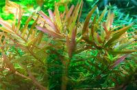 <i>Rotala rotundifolia</i> 'H´ra'