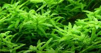 <i>Rotala rotundifolia</i> 'green'