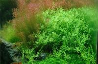 <i>Rotala rotundifolia</i> 'green'