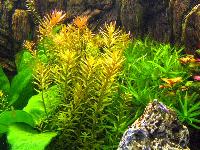 <i>Rotala rotundifolia</i>