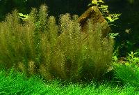 <i>Rotala wallichii</i>