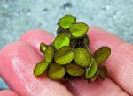 <i>Salvinia natans</i>