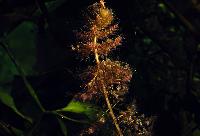 <i>Utricularia vulgaris</i>