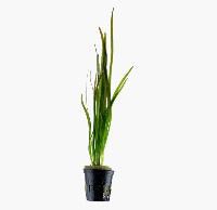 <i>Vallisneria spiralis</i>, 'tiger'