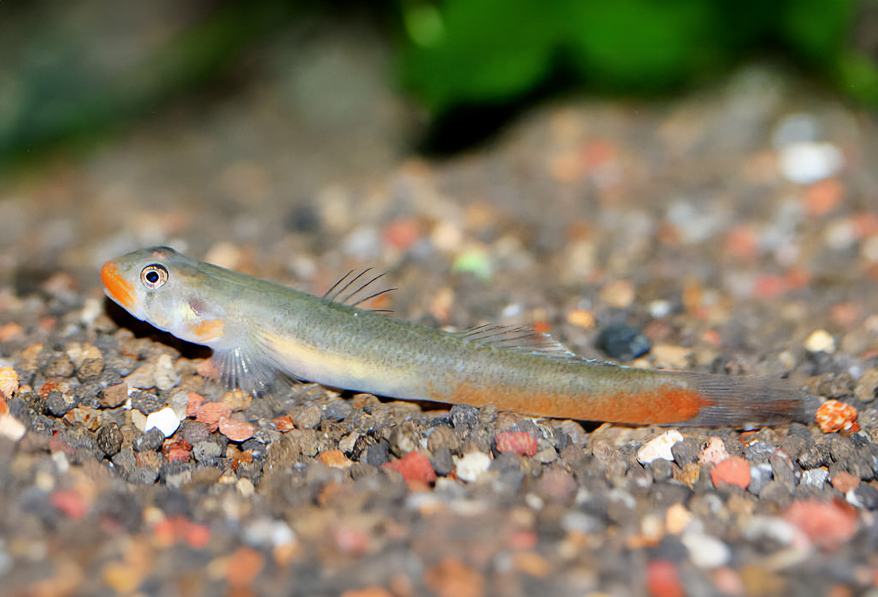 Rödläppad goby