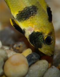 <i>Apistogramma panda</i>