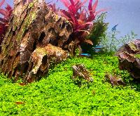 Christians lilla Aquascape - December 2021